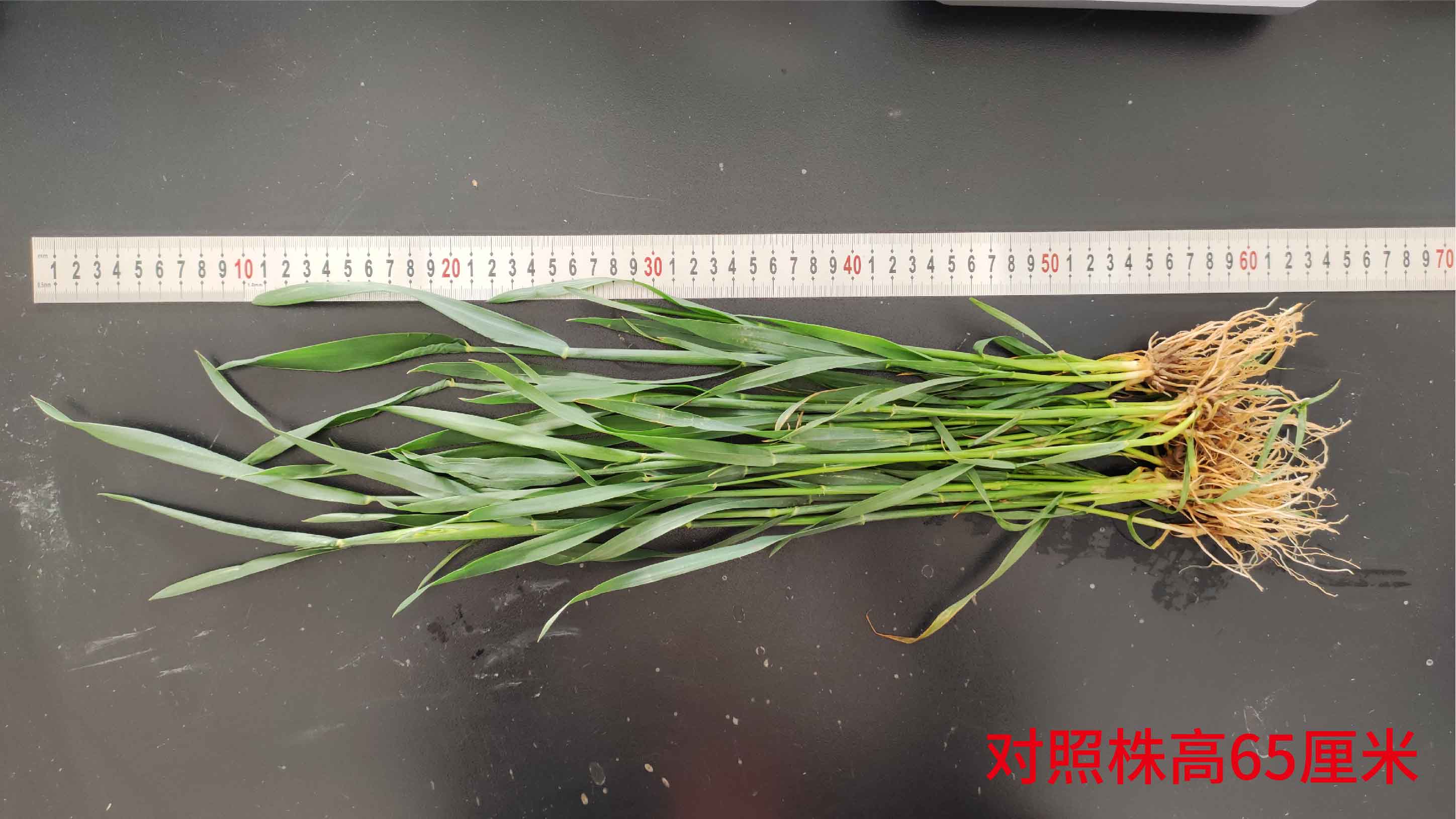 對(duì)照株高65-01.jpg